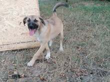CONNOR, Hund, Mischlingshund in Rumänien - Bild 14