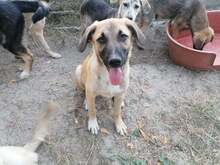 CONNOR, Hund, Mischlingshund in Rumänien - Bild 15