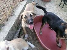 CONNOR, Hund, Mischlingshund in Rumänien - Bild 16