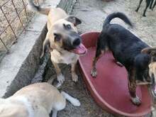 CONNOR, Hund, Mischlingshund in Rumänien - Bild 19