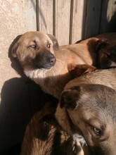 CONNOR, Hund, Mischlingshund in Rumänien - Bild 2