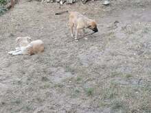 CONNOR, Hund, Mischlingshund in Rumänien - Bild 20