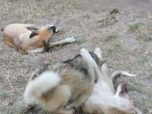 CONNOR, Hund, Mischlingshund in Rumänien - Bild 22