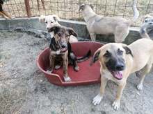 CONNOR, Hund, Mischlingshund in Rumänien - Bild 24
