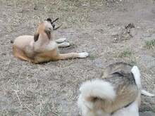 CONNOR, Hund, Mischlingshund in Rumänien - Bild 25