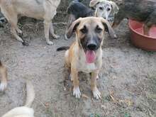 CONNOR, Hund, Mischlingshund in Rumänien - Bild 26