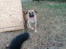 CONNOR, Hund, Mischlingshund in Rumänien - Bild 27