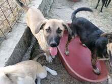 CONNOR, Hund, Mischlingshund in Rumänien - Bild 28