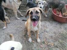 CONNOR, Hund, Mischlingshund in Rumänien - Bild 29