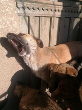 CONNOR, Hund, Mischlingshund in Rumänien - Bild 4