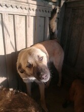 CONNOR, Hund, Mischlingshund in Rumänien - Bild 5