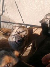 CONNOR, Hund, Mischlingshund in Rumänien - Bild 6