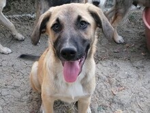CONNOR, Hund, Mischlingshund in Rumänien - Bild 7