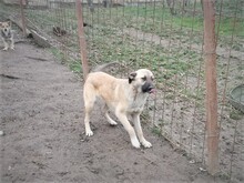 CONNOR, Hund, Mischlingshund in Rumänien - Bild 8