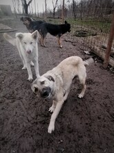 SARAH, Hund, Mischlingshund in Rumänien - Bild 1