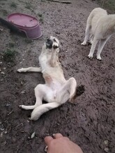 SARAH, Hund, Mischlingshund in Rumänien - Bild 10