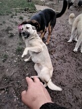 SARAH, Hund, Mischlingshund in Rumänien - Bild 11