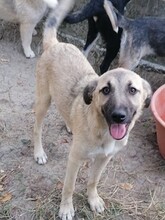 SARAH, Hund, Mischlingshund in Rumänien - Bild 13