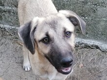 SARAH, Hund, Mischlingshund in Rumänien - Bild 14