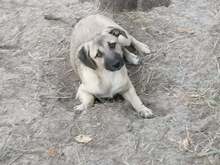 SARAH, Hund, Mischlingshund in Rumänien - Bild 15