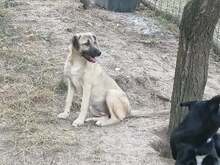 SARAH, Hund, Mischlingshund in Rumänien - Bild 16