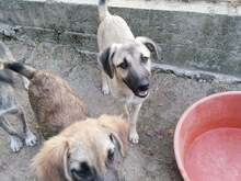 SARAH, Hund, Mischlingshund in Rumänien - Bild 17
