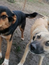 SARAH, Hund, Mischlingshund in Rumänien - Bild 18
