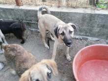 SARAH, Hund, Mischlingshund in Rumänien - Bild 19