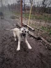 SARAH, Hund, Mischlingshund in Rumänien - Bild 2