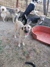 SARAH, Hund, Mischlingshund in Rumänien - Bild 20