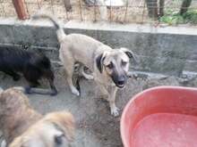SARAH, Hund, Mischlingshund in Rumänien - Bild 21