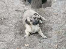 SARAH, Hund, Mischlingshund in Rumänien - Bild 23