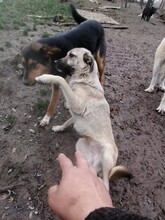 SARAH, Hund, Mischlingshund in Rumänien - Bild 3