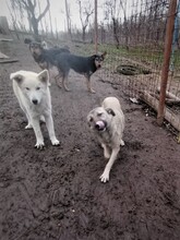 SARAH, Hund, Mischlingshund in Rumänien - Bild 4