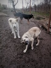 SARAH, Hund, Mischlingshund in Rumänien - Bild 5