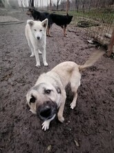 SARAH, Hund, Mischlingshund in Rumänien - Bild 7