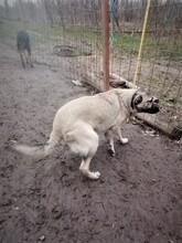 SARAH, Hund, Mischlingshund in Rumänien - Bild 8