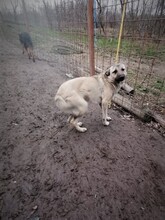 SARAH, Hund, Mischlingshund in Rumänien - Bild 9