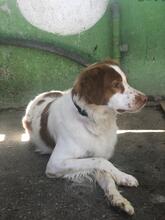 CHIQUITITO, Hund, Bretonischer Vorstehhund in Spanien - Bild 3