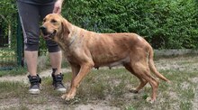 MANNA, Hund, Mischlingshund in Ungarn - Bild 3
