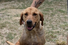 MANNA, Hund, Mischlingshund in Ungarn - Bild 4