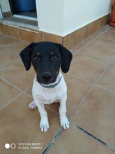 FERDI, Hund, Bodeguero Andaluz in Spanien - Bild 5