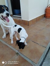 FERDI, Hund, Bodeguero Andaluz in Spanien - Bild 8