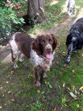 BELLA, Hund, Jagdhund-Mix in Haigerloch - Bild 5