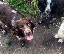 BELLA, Hund, Springer Spaniel-Mix in Haigerloch - Bild 3