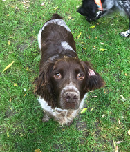 BELLA, Hund, Springer Spaniel-Mix in Haigerloch - Bild 6