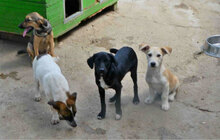 KIMMI, Hund, Mischlingshund in Bulgarien - Bild 2