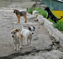 KIMMI, Hund, Mischlingshund in Bulgarien - Bild 4