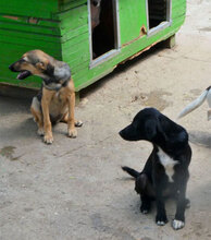 KIMMI, Hund, Mischlingshund in Bulgarien - Bild 5