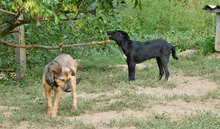 KIMMI, Hund, Mischlingshund in Bulgarien - Bild 6